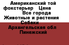 Американский той фокстерьер › Цена ­ 25 000 - Все города Животные и растения » Собаки   . Архангельская обл.,Пинежский 